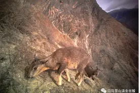 带你认识下云南白马雪山这种“胆小”的动物图片