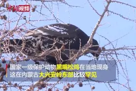 国家一级保护动物黑嘴松鸡现身内蒙古大兴安岭视频封面