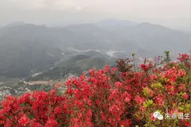 人间四月芳菲尽，三明的第一波杜鹃花这里先开为敬~图片
