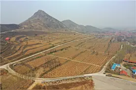 邹平黄山街道大李村：山沟沟里唱响乡村振兴“产业兴旺歌”图片