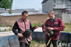 公鸡中的“战斗鸡”！这个菏泽农民养鸡，一只卖到了2300元图片