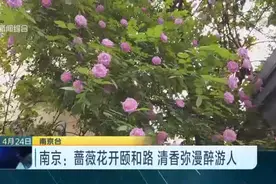 南京：蔷薇花开颐和路，“粉色白色”挂满围墙，清香弥漫醉游人视频封面