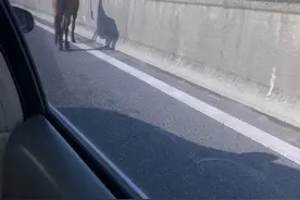 今早杭州高架上走上一匹马！交警回应：已找到马儿主人图片