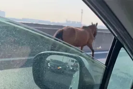 被同伴欺负 小马早高峰独自跑上高架“压马路”图片