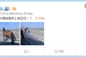 赌气离家出走！今天早高峰，一匹3岁的马上了杭州高架 现在还生气呢图片