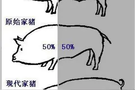 经常交配的小猪，真的会「肾虚」吗？图片