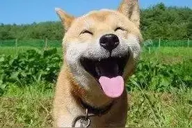 “养犬证”线上办证攻略，让狗狗早日“持证上岗”图片