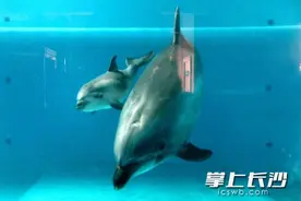 新生海豚30公斤 长沙海底世界喜添海豚宝宝图片