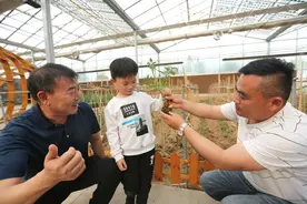 滑县：马铃薯上结番茄图片