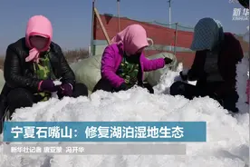 宁夏石嘴山：修复湖泊湿地生态视频封面