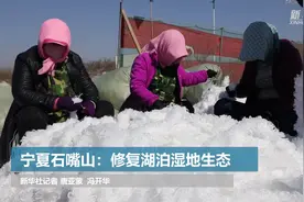 宁夏石嘴山：修复湖泊湿地生态视频封面