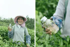 一杯喜茶背后的产业扶贫“新思路”图片