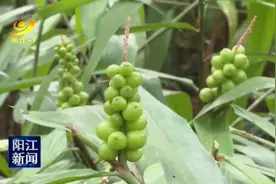 阳西：龙高山上益智果熟了图片