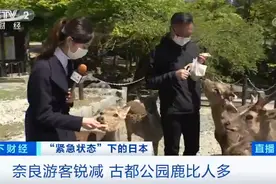 游客急剧减少，日本奈良小鹿“坐”不住了！跑到市中心撒欢，还啃绿化带…图片