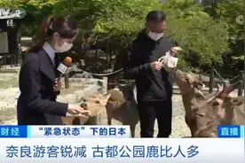 游客急剧减少，日本奈良小鹿“坐”不住了！跑到市中心撒欢，还啃绿化带……图片