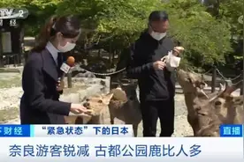 游客急剧减少，日本奈良小鹿“坐”不住了！跑到市中心撒欢，还啃绿化带……图片