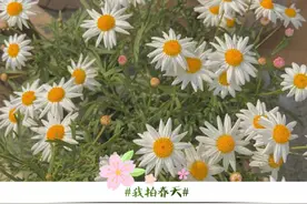 随手拍春天 记录春天的美图片