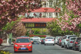 青岛市同安路樱花小镇：道路两旁的双樱娇艳绽放图片