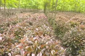 帮帮他吧！上蔡县70亩红叶石楠滞销，种植户发愁……图片