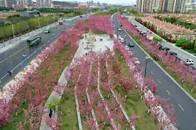 全景航拍：烟台滨海东路樱花大道晚樱盛开图片