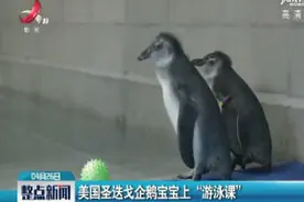 美国圣迭戈企鹅宝宝上 “游泳课”视频封面