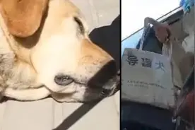 马上评｜别再让导盲犬委屈地哭了图片