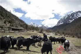 云南香格里拉市：念好牦牛“产业经”图片