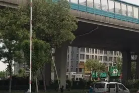 有人拖家带口马路边摘槐花！济南城管呼吁：不要随意攀折花草树木图片