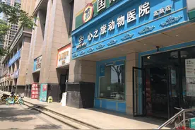 做绝育术后患上猫瘟，猫主人质疑医院：一次检测出两钟结果，无抗体被测成有抗体？图片