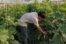 赠菜万斤的残疾菜农秦大安：终于可以回归正常的生活了图片