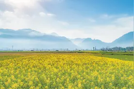 油菜花开图片