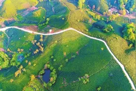 信阳茶叶年产值122亿元！疫情之下，毛尖如何逆势飞扬？图片