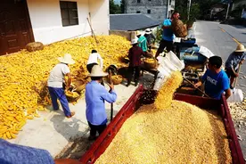 郧阳大柳：“土疙瘩”这样种出“金豆子”图片