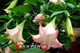 桂林有一种花在“神秘”绽放，如风铃一般挂在树头，但不能触摸食用图片