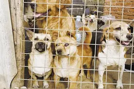 曲靖街上的流浪犬哪儿去了 记者带你一探究竟图片