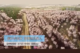 紫叶李花开 怡情悦目醉人视频封面