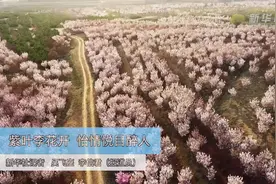 紫叶李花开 怡情悦目醉人视频封面