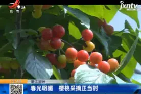 浙江湖州：春光明媚 樱桃采摘正当时视频封面
