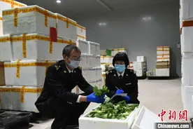 10.35万吨蔬菜出口过“粤”不过夜图片
