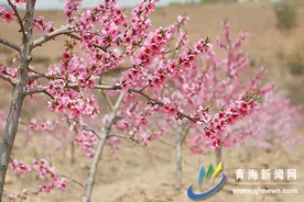 中川乡向阳村百亩桃花醉春风图片