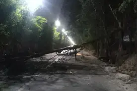 珠海男子夜间睡梦中开车，竟将粗壮大树撞倒！报警后老婆哭着要销案图片