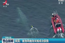 美国：被渔网缠身灰鲸成功获救视频封面