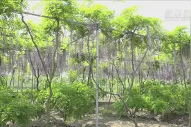 美！上海广富林郊野公园的紫藤花开了视频封面