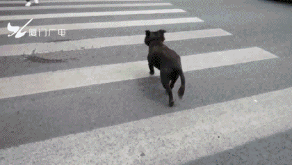 厦门：乘电梯若未给犬只戴嘴套或装入笼，将处二千元以下罚款图片