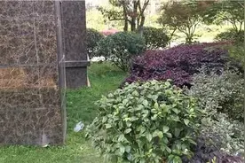 痛心！长沙37岁海归女博士带着5个月的女儿跳楼自杀，疑因产后抑郁图片