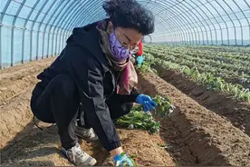 山东省乳山市：开直播卖地瓜 第一书记“带货”忙图片