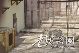 我省成功繁育一对双胞胎雪豹，五一前夕与游客见面图片