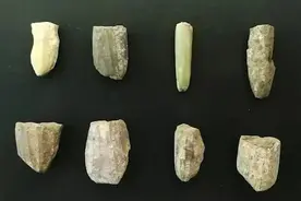 考古2019︱新石器考古：农业起源新进展，史前中国收获大图片