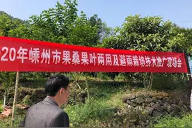 嵊州市举行果桑果叶两用及避雨栽培技术推广现场会图片