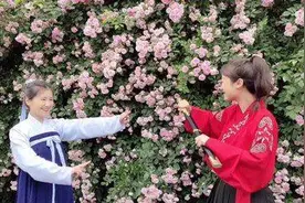 彭州蔷薇花开春光美，快去龙门山镇宝山村打卡图片